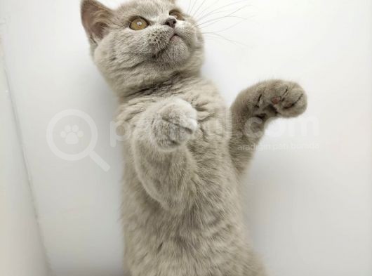 British Shorthair Orjinal 3 Aylik Son Yavrular - 1 Di̇şi̇ 1 Erkek görsel