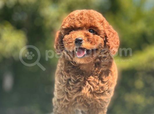 Safkan Toy Poodle Bebekler görsel