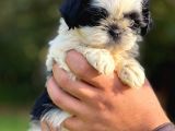 Orjinal Sıfır Burun Shih Tzu