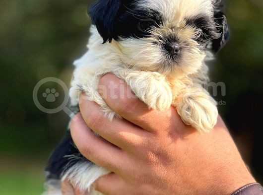 Orjinal Sıfır Burun Shih Tzu görsel