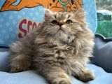 British Longhair Yavrumuz