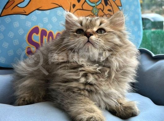 British Longhair Yavrumuz görsel