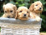 Tr En Özel Maltıpoo Yavruları