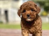 Show Kalite Mini Boy Orjinal Poodle Bebeklerimiz