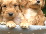 Orjinal Dizayn Irk Maltıpoo Yavrular
