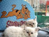 British Longhair Yavrularimiz