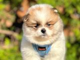 Safkan Teddy Bear Pomeranian Boo Yavrularımız