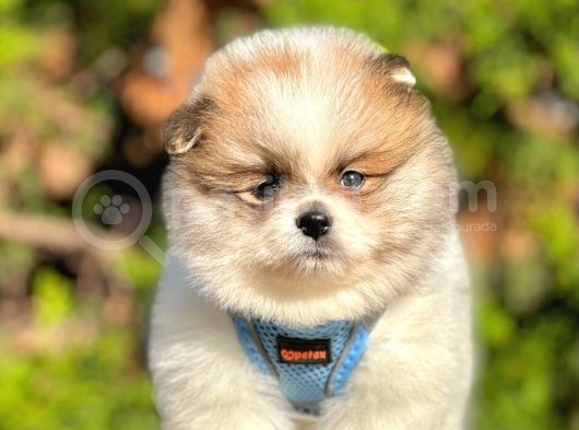 Safkan Teddy Bear Pomeranian Boo Yavrularımız görsel