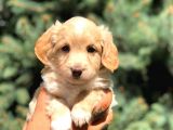 Latte Renk Maltıpoo