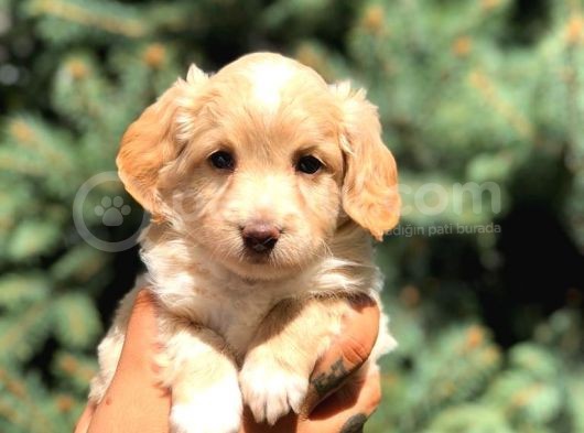 Latte Renk Maltıpoo görsel