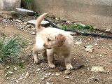 Safkan Golden Retri̇ever
