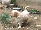 Safkan Golden Retri̇ever