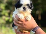 Orjinal Sıfır Burun Shih Tzu