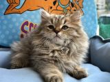 British Longhair Yavrumuz