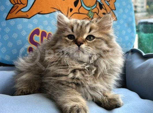 British Longhair Yavrumuz görsel
