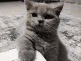 British Shorthair Orjinal 3 Aylik Son Yavrular - 1 Di̇şi̇ 1 Erkek