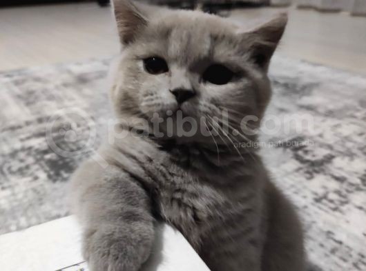 British Shorthair Orjinal 3 Aylik Son Yavrular - 1 Di̇şi̇ 1 Erkek görsel