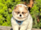 Safkan Teddy Bear Pomeranian Boo Yavrularımız