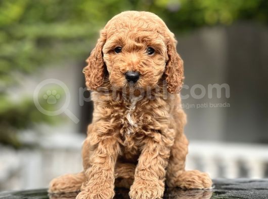 Red Toy Poodle Bebekler görsel