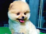 Show Kali̇te Pomerani̇an Boo Yavrular