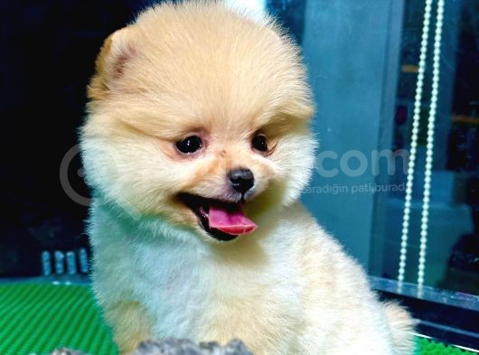 Show Kali̇te Pomerani̇an Boo Yavrular görsel