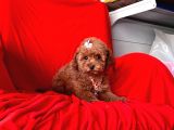Orji̇nal Toy Poodle Yavrular