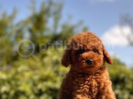 Red Safkan Toy Poodle Bebekler görsel