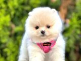 Safkan Teddy Bear Pomeranian Boo Yavrularımız