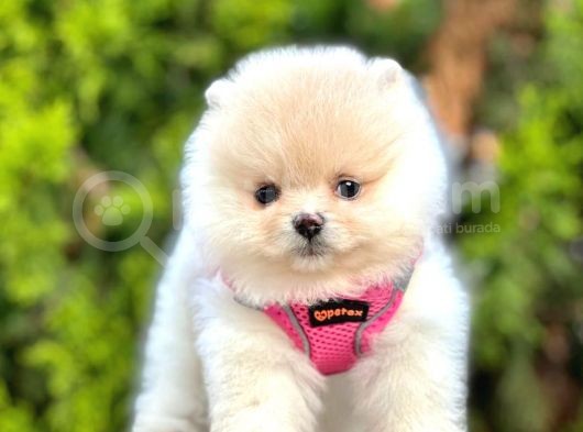Safkan Teddy Bear Pomeranian Boo Yavrularımız