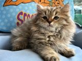 British Longhair Yavrumuz