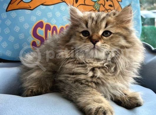 British Longhair Yavrumuz görsel