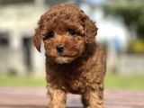 Show Kalite Mini Boy Orjinal Poodle Bebeklerimiz