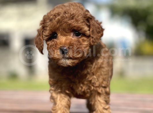 Show Kalite Mini Boy Orjinal Poodle Bebeklerimiz görsel