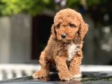 Red Toy Poodle Bebekler