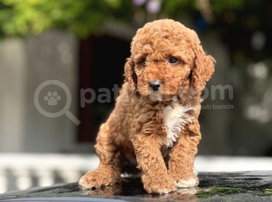 Red Toy Poodle Bebekler görsel
