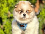 Safkan Teddy Bear Pomeranian Boo Yavrularımız