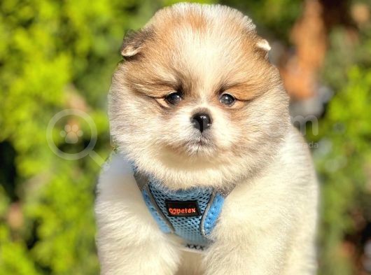 Safkan Teddy Bear Pomeranian Boo Yavrularımız görsel