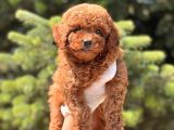 Safkan Toy Poodle Bebekler