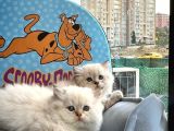 British Longhair Yavrularimiz