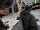British Shorthair Orjinal 3 Aylik Son Yavrular - 1 Di̇şi̇ 1 Erkek
