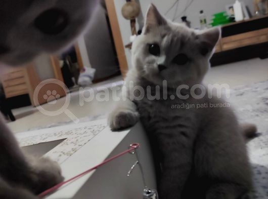 British Shorthair Orjinal 3 Aylik Son Yavrular - 1 Di̇şi̇ 1 Erkek görsel