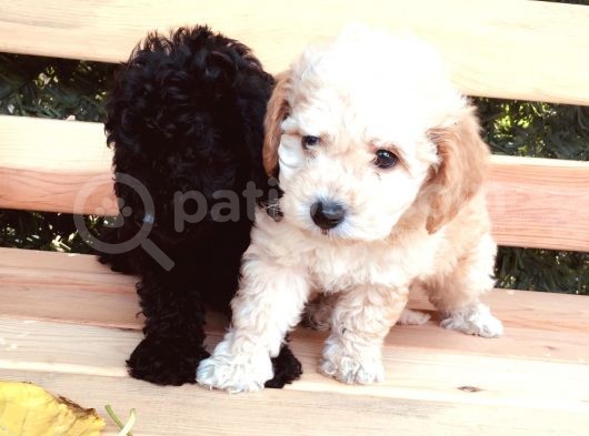 Safkan Toypoodle Irkgaranti̇li̇