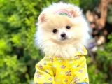 Safkan Teddy Bear Pomeranian Boo Yavrularımız