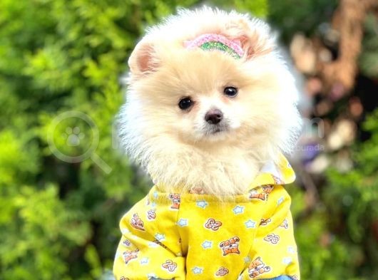 Safkan Teddy Bear Pomeranian Boo Yavrularımız görsel