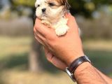 Teacup Shih _Tzu Yavrumuz