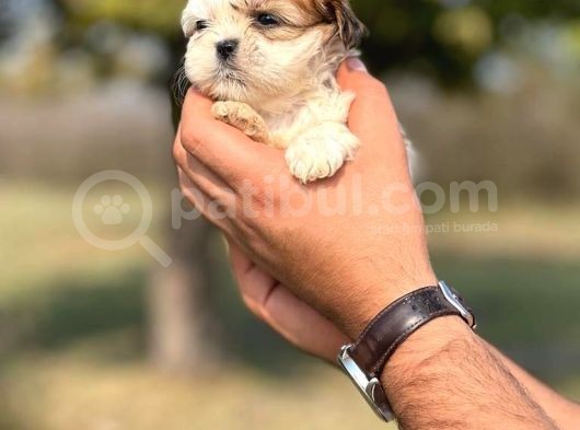 Teacup Shih _Tzu Yavrumuz görsel