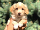 Latte Renk Maltıpoo
