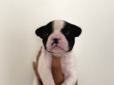 Son Erkek French Buldog