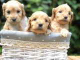Tr En Özel Maltıpoo Yavruları