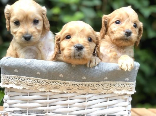 Tr En Özel Maltıpoo Yavruları görsel